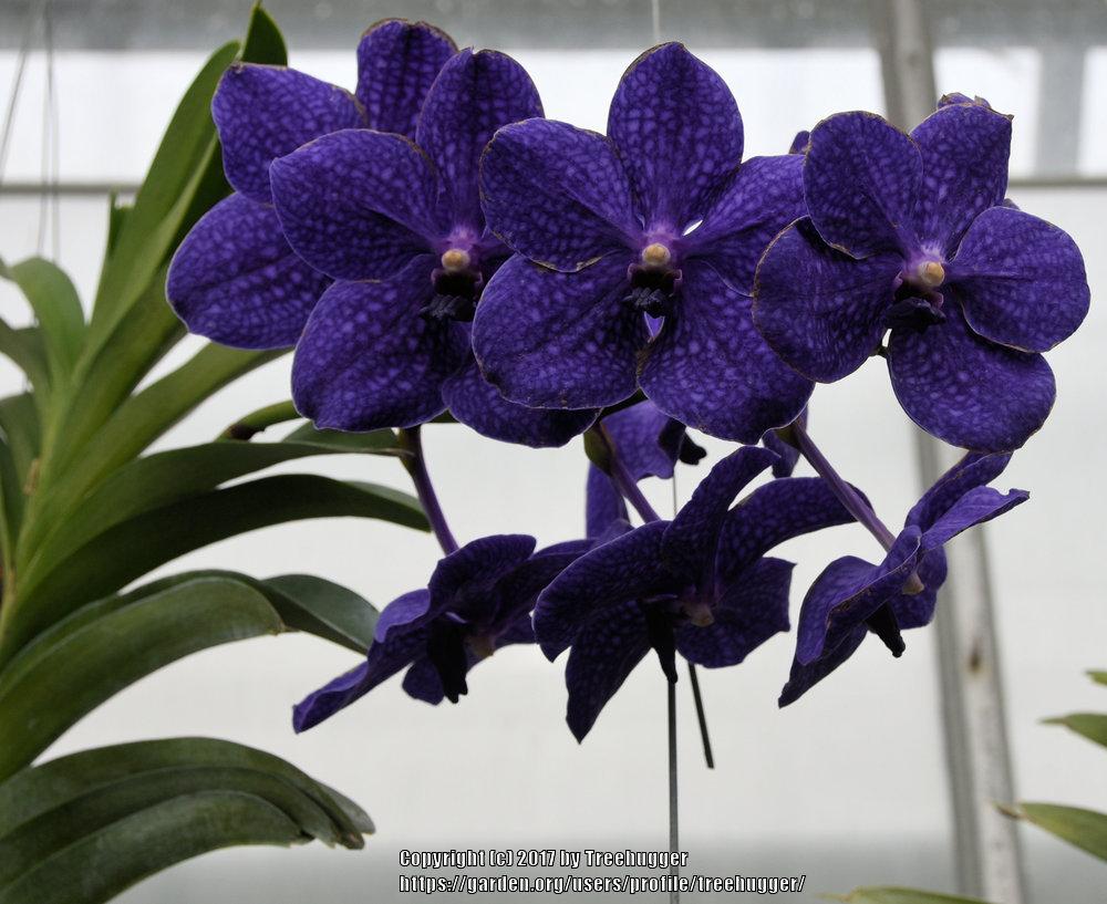 Photo of Orchid (Vanda Robert's Delight) uploaded by treehugger