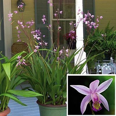 Photo of Hardy Ground Orchid (Bletilla Yokohama 'Kate') uploaded by Lalambchop1