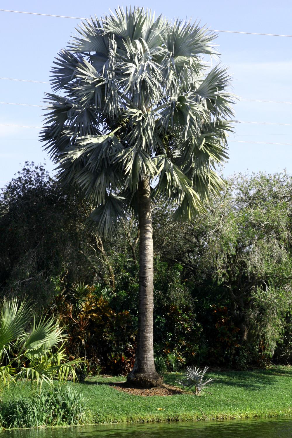 Photo of Bismarck Palm (Bismarckia nobilis) uploaded by ScotTi