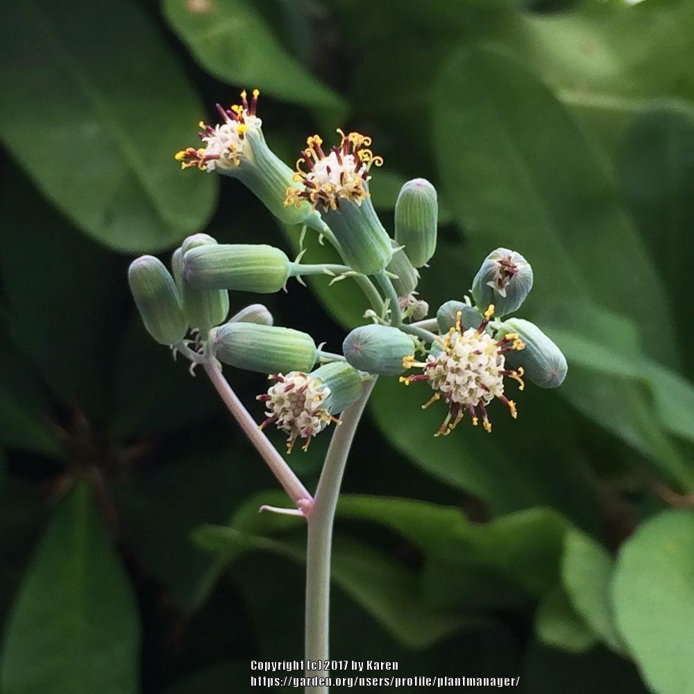 Photo of Candle Plant (Curio articulatus) uploaded by plantmanager