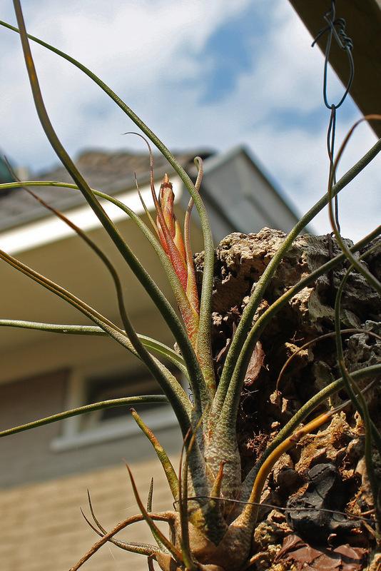 Photo of Air Plant (Tillandsia butzii) uploaded by RuuddeBlock