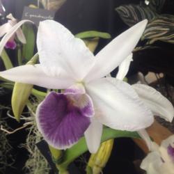 Location:  Susquehanna Orchid Society Show, Milton & Catherine Hershey Conservatory at Hershey Gardens, Hershey, Pennsylvania
Date: 2017-02-05