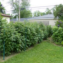 Location: IL
Date: 2014-06-18
Growing along veggie garden fence in full sun, ~2-3 feet deep. Pi
