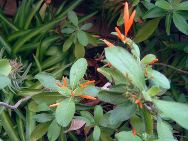 Photo of Uruguayan Firecracker Plant (Dicliptera squarrosa) uploaded by pod