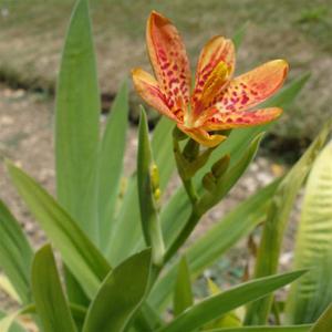 Photo of Species Iris (Iris domestica 'Freckle Face') uploaded by Lalambchop1