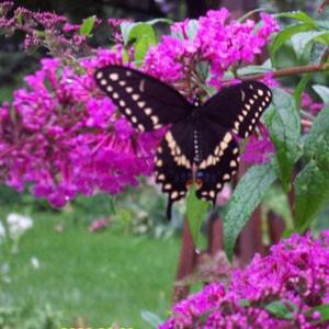 Photo of Butterfly Bush (Buddleja davidii 'Pink Delight') uploaded by Lalambchop1