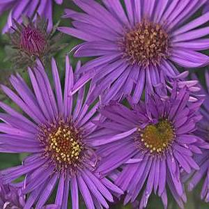 Photo of New England Aster (Symphyotrichum novae-angliae 'Purple Dome') uploaded by Lalambchop1