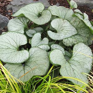 Photo of Brunnera macrophylla Garden Candy™ Silver Heart uploaded by Lalambchop1