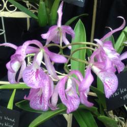 Location: Susquehanna Orchid Society Show at Milton & Catherine Hershey Conservatory at Hershey Gardens, Hershey, Pennsylvania
Date: 2017-02-05