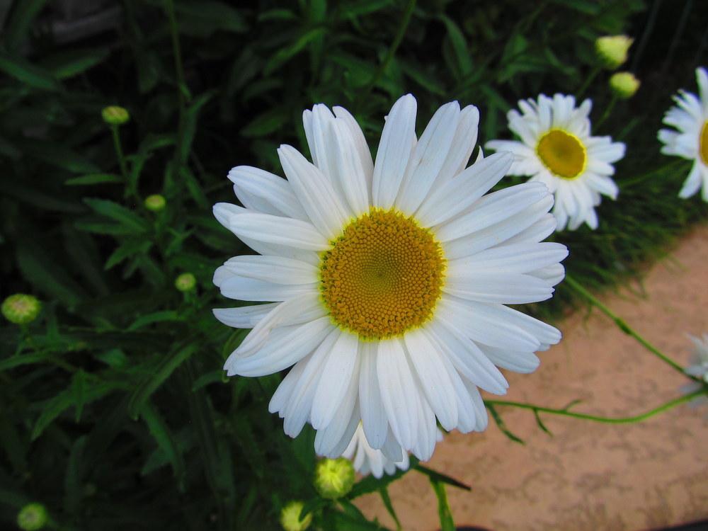 Shasta Daisies Plant Care and Collection of Varieties