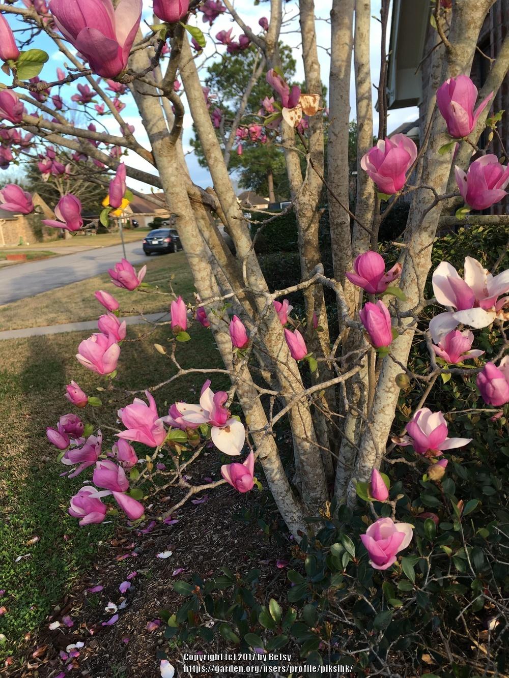 Photo of Saucer Magnolia (Magnolia x soulangeana) uploaded by piksihk