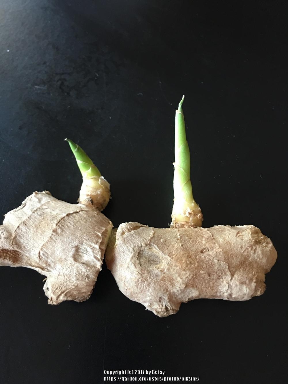 Photo of Common Ginger (Zingiber officinale) uploaded by piksihk