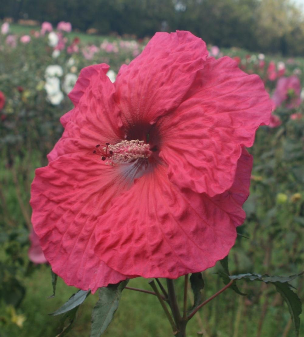 Photo of Hybrid Hardy Hibiscus (Hibiscus 'Plum Fantasy') uploaded by plantgeek