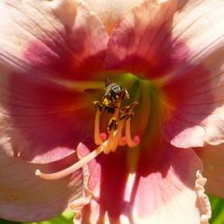 Location: Nora's Garden - Castlegar, B.C.
Date: 2013-07-22
 10:07 pm. #Pollination - Someone is loading up on pollen.