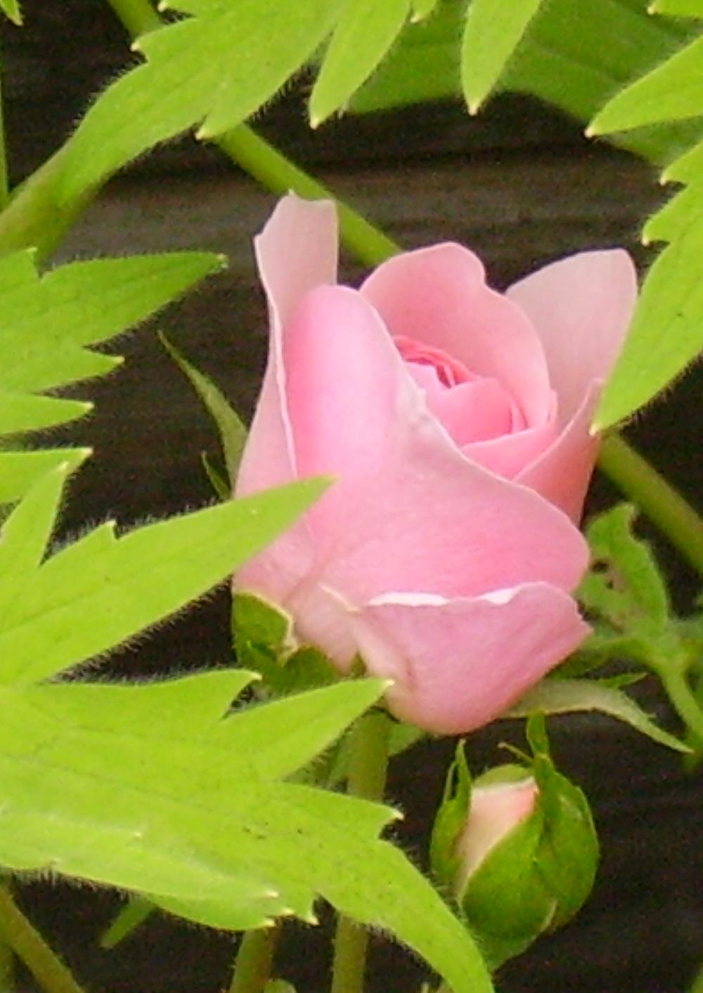Photo of Shrub Rose (Rosa 'Bonica') uploaded by HemNorth