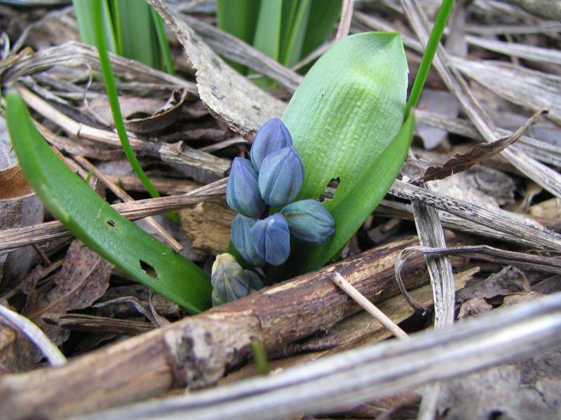 Photo of Siberian Squill (Scilla siberica) uploaded by molanic