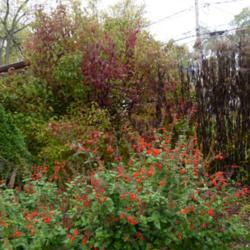 Location: IL
Date: 2016-11-02
Behind 'Lady in Red' Salvia. Some leaves turning burgundy. Fall c