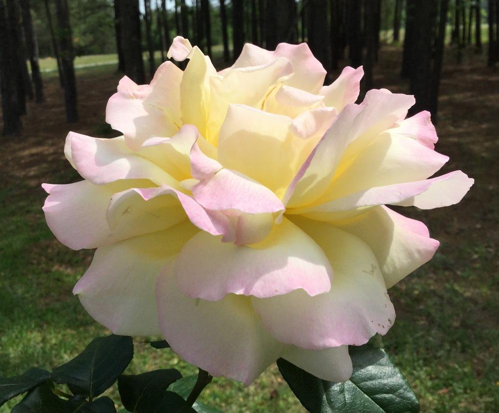 Photo of Hybrid Tea Rose (Rosa 'Peace') uploaded by scflowers