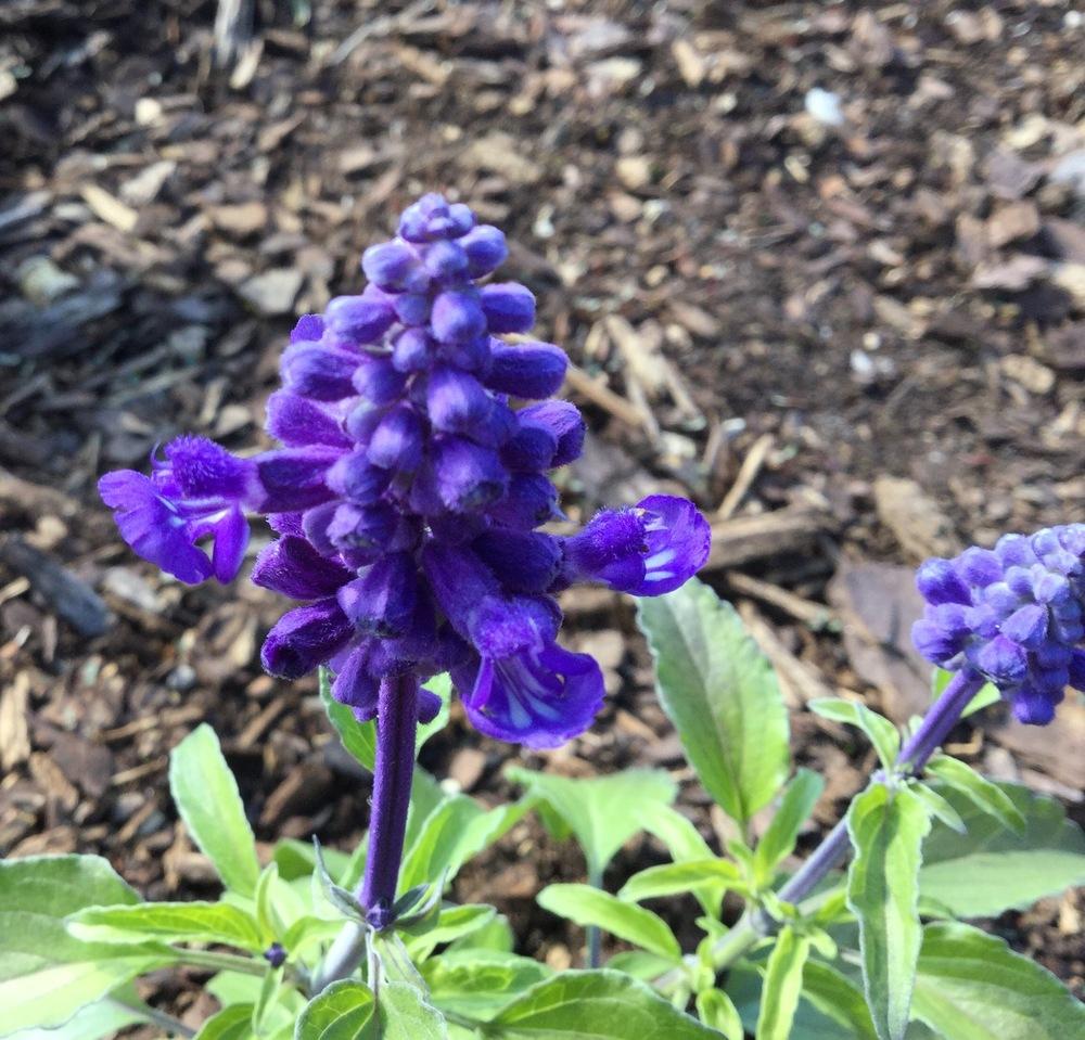 Photo of Salvia Velocity™ Blue uploaded by scflowers