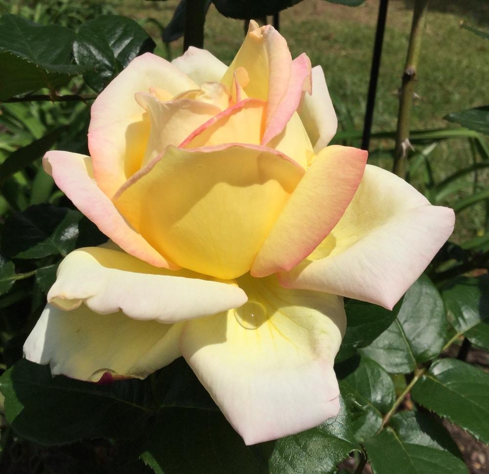 Photo of Hybrid Tea Rose (Rosa 'Peace') uploaded by scflowers