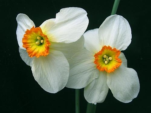 Photo of Poeticus Daffodil (Narcissus 'Felindre') uploaded by BUGGYCRAZY