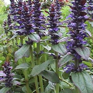 Photo of Bugleweed (Ajuga reptans 'Catlin's Giant') uploaded by Lalambchop1