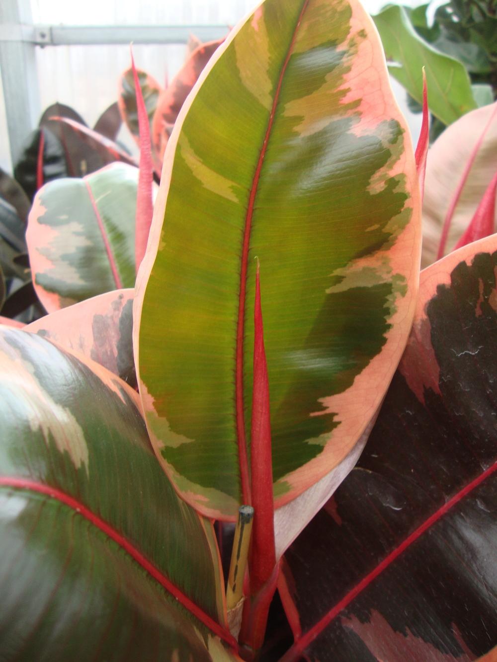Photo of Variegated Rubber Tree (Ficus elastica 'Ruby') uploaded by Paul2032