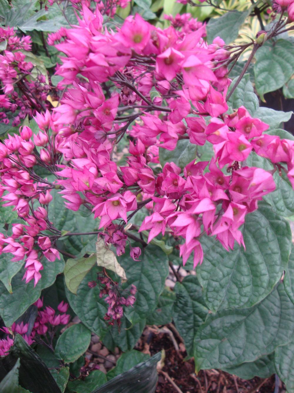 Photo of Ixora clerodendron uploaded by Paul2032
