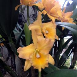 Location: Susquehanna Orchid Society Show at Milton & Catherine Hershey Conservatory at Hershey Gardens, Hershey, Pennsylvania
Date: 2017-02-05