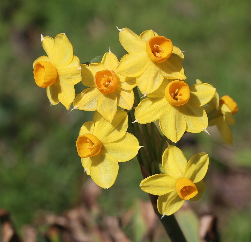 Photo of Species Daffodil (Narcissus jonquilla) uploaded by dave