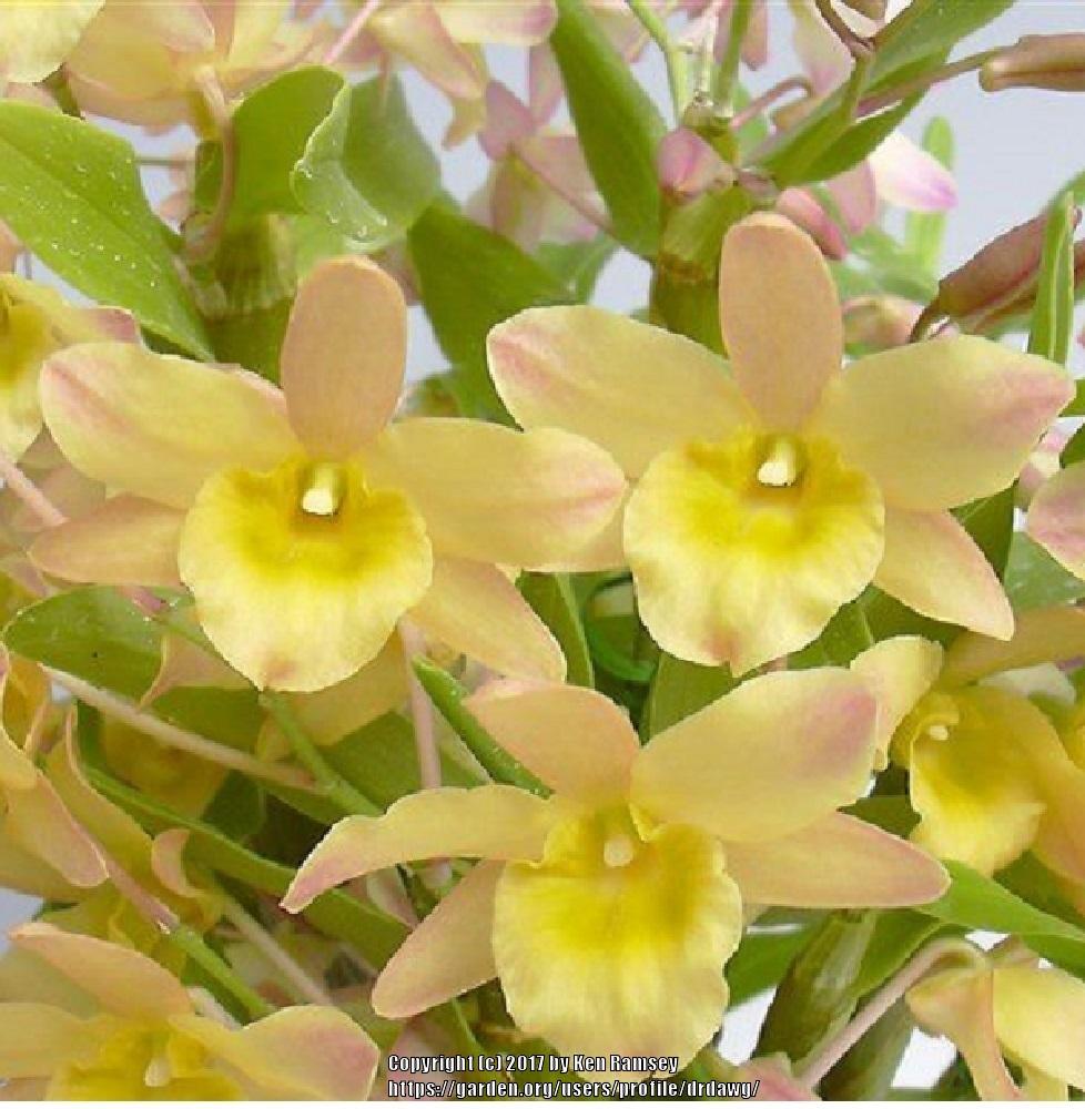 Photo of Orchid (Dendrobium Spring Bird 'Kurashiki') uploaded by drdawg