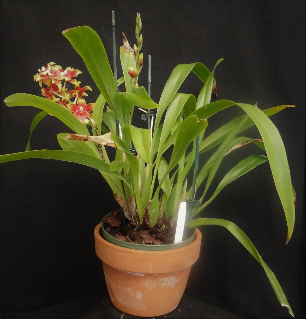 Photo of Orchid (Oncidopsis Pacific Waters 'Paul's Pride') uploaded by hawkarica