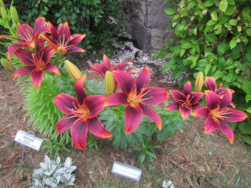 Photo of Asiatic Lily (Lilium 'Forever Susan') uploaded by DAVIDRETALLICK