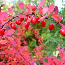 Location: Riverview, Robson, B.C. 
Date: 2009-10-27
 10:50 am. Barberry berries - very eye catching.