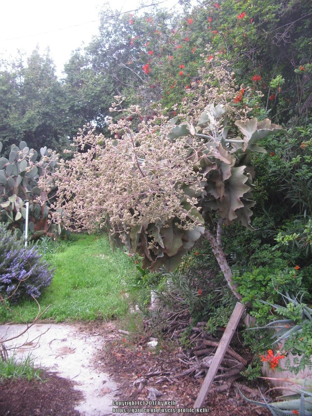 Photo of Felt Plant (Kalanchoe beharensis) uploaded by Kelli
