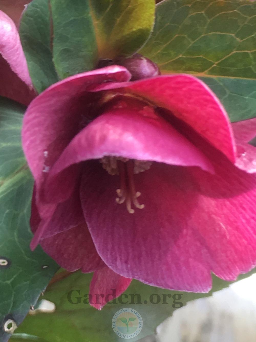 Photo of Hellebore (Helleborus x hybridus Frostkiss™ Anna's Red) uploaded by springcolor