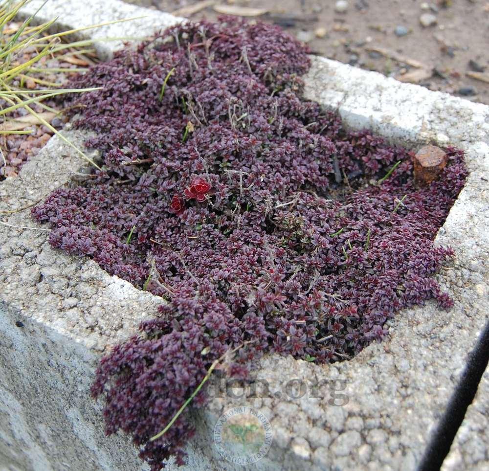 Photo of Red Creeping Thyme (Thymus praecox 'Coccineus') uploaded by valleylynn