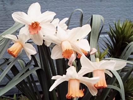 Photo of Large-cupped Daffodil (Narcissus 'Mrs. R.O. Backhouse') uploaded by BUGGYCRAZY
