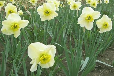 Photo of Small-Cupped Daffodil (Narcissus 'Mint Julep') uploaded by BUGGYCRAZY