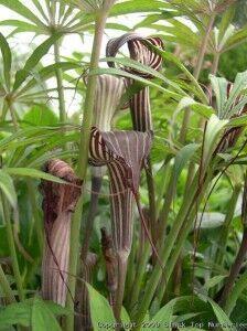 Photo of Jack in the Pulpit (Arisaema consanguineum) uploaded by Joy