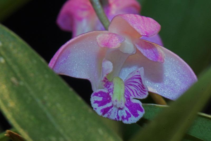 Photo of Orchid (Dendrobium kingianum) uploaded by RuuddeBlock
