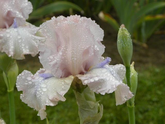 Photo of Tall Bearded Iris (Iris 'Howler') uploaded by SassyCat