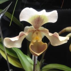 Location: Susquehanna Orchid Society Show at Milton & Catherine Hershey Conservatory at Hershey Gardens, Hershey, Pennsylvania
Date: 2017-02-05
Unregistered hybrid Paphiopedilum Hellas Sunset X Salty Val