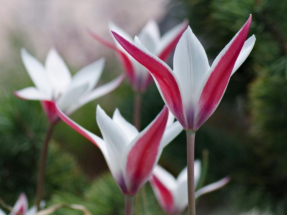 Photo of Lady Tulip (Tulipa clusiana) uploaded by dirtdorphins