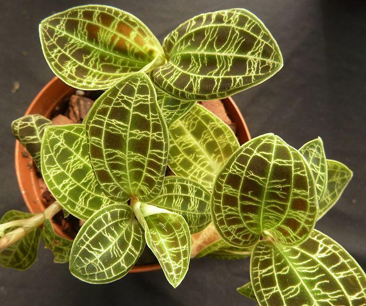 Photo of Jewel Orchid (Macodes petola) uploaded by robertduval14