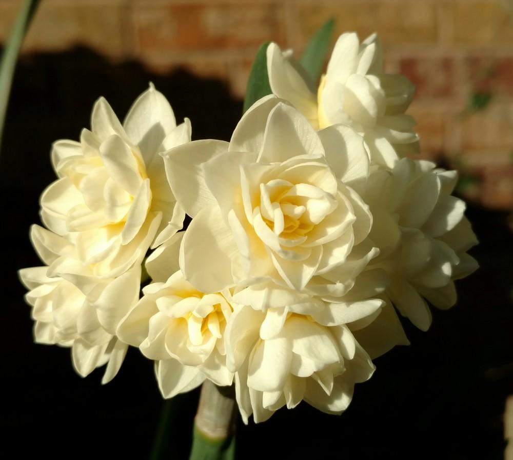Photo of Double Daffodil (Narcissus 'Erlicheer') uploaded by sarahbugw