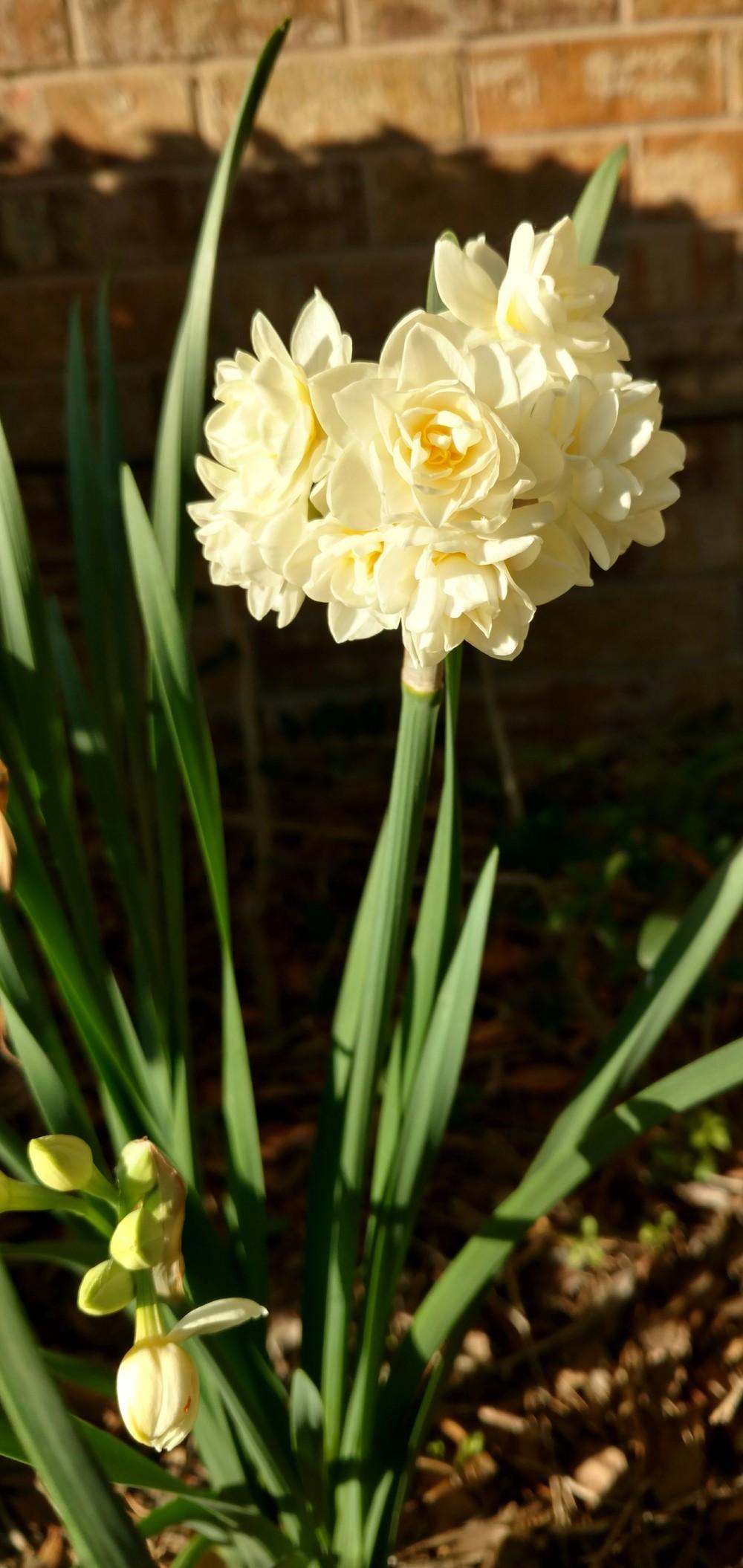 Photo of Double Daffodil (Narcissus 'Erlicheer') uploaded by sarahbugw
