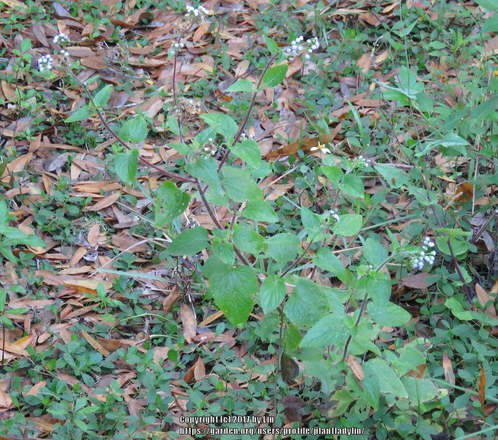 Photo of Blue Mistflower (Conoclinium coelestinum) uploaded by plantladylin