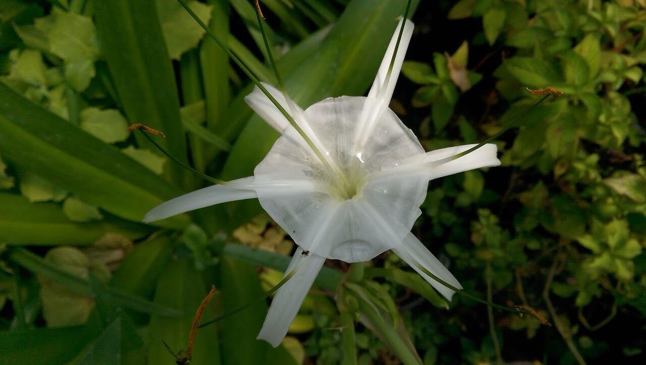 Photo of Spider Lily (Hymenocallis caribaea 'Tropical Giant') uploaded by Joy