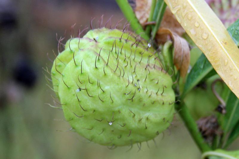Photo of Hairy Balls (Gomphocarpus physocarpus) uploaded by RuuddeBlock